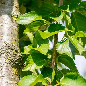 Prunus 'Umineko'