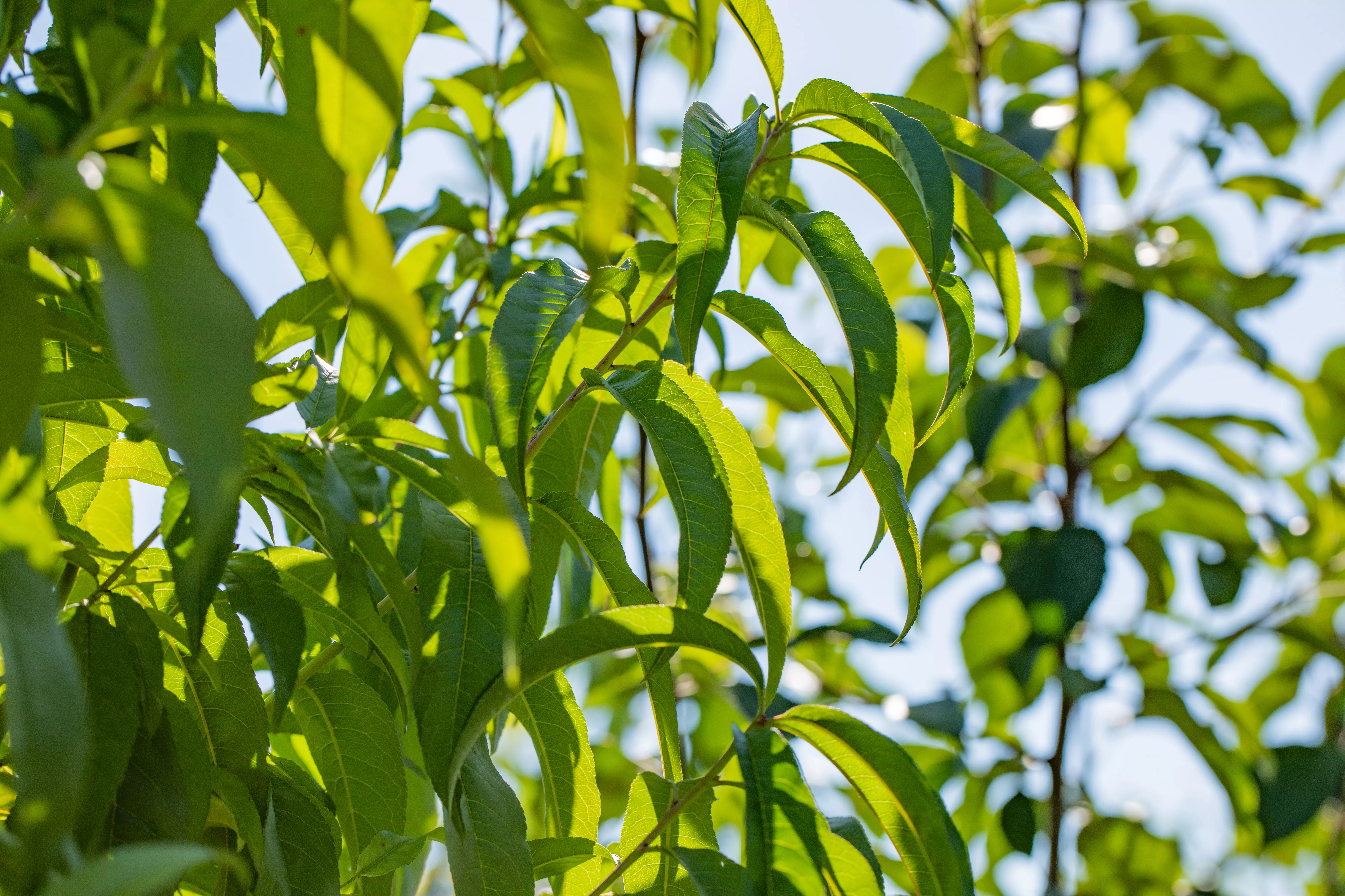 Prunus persica 'Revita' -S- CAC