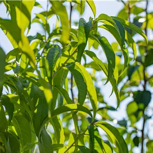 Prunus persica 'Revita' -S- CAC