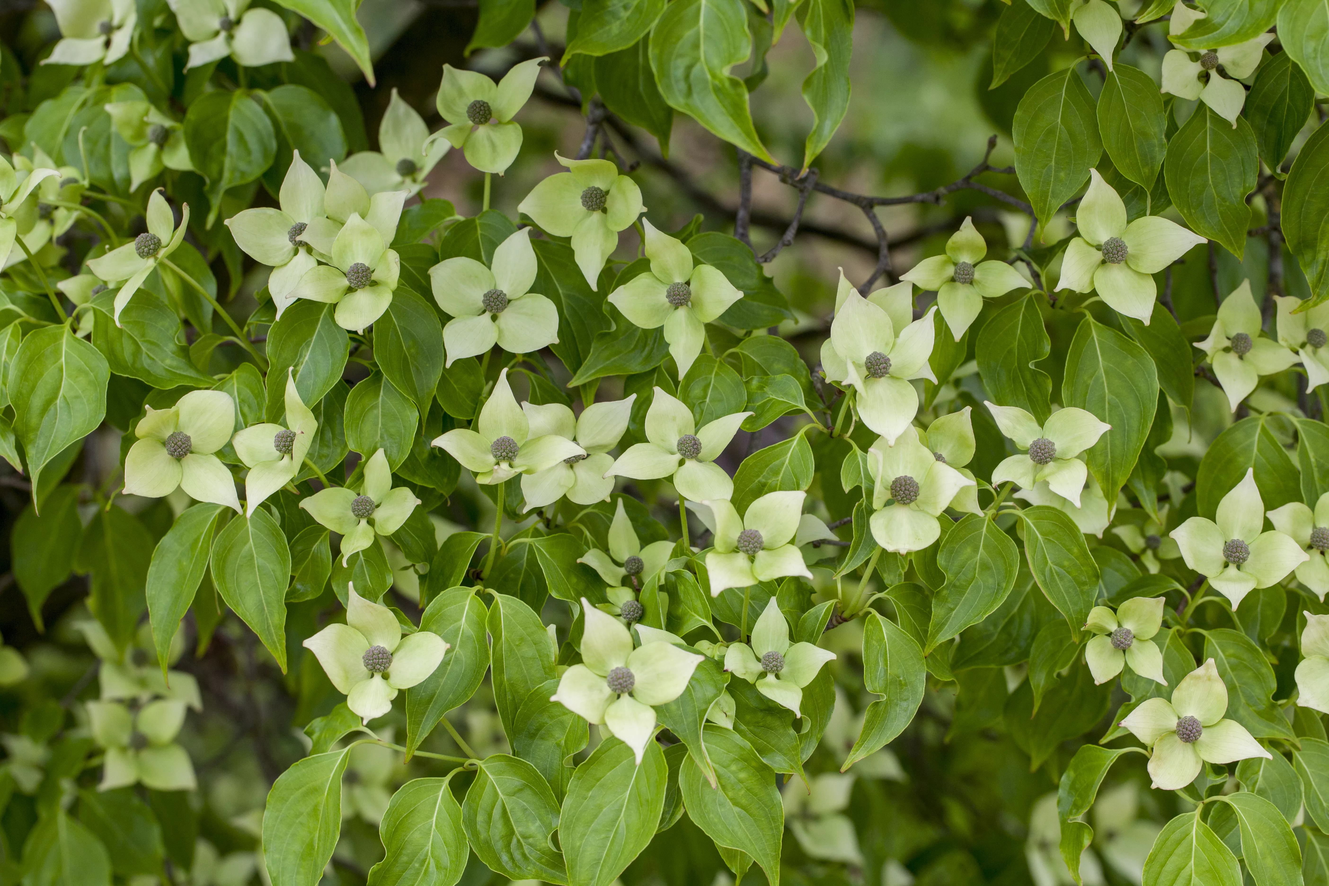 Cornus kousa 'China Girl'