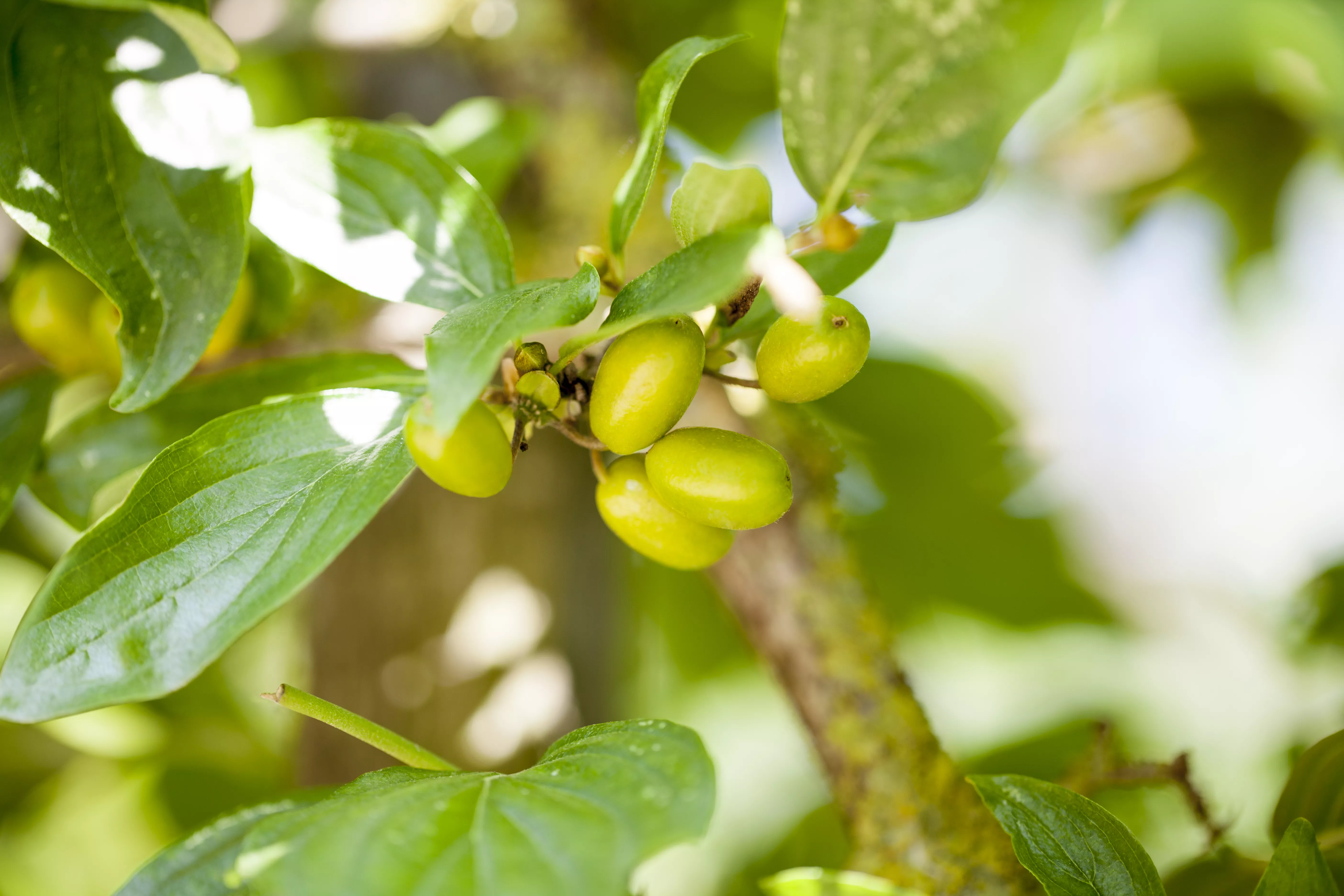 Cornus mas 'Jolico'