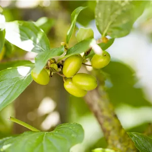 Cornus mas 'Jolico'