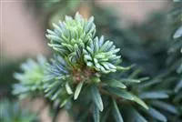 Abies balsamea 'Piccolo'