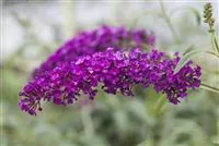 Buddleja davidii 'Royal Red'