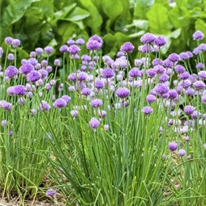 SCHNITTLAUCH,Allium schoenoprasum