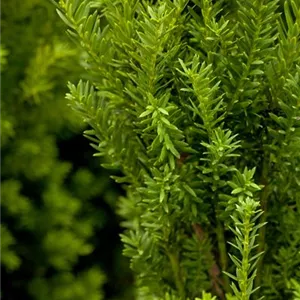 Taxus media 'Hillii'