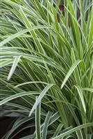 Carex foliosissima 'Icedance'