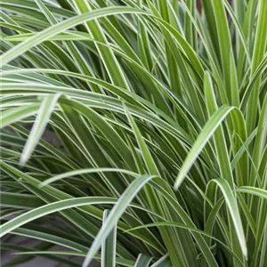 Carex foliosissima 'Icedance'