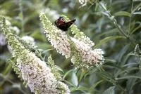 Buddleja davidii 'White Profusion'