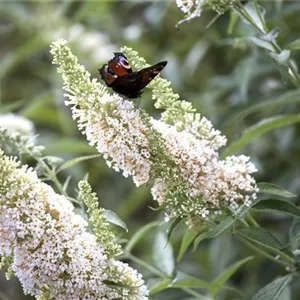 Buddleja davidii 'White Profusion'