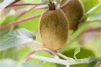 Actinidia chinensis 'Hayward'