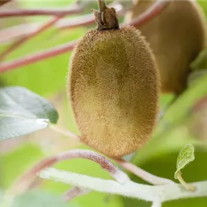 Actinidia chinensis 'Hayward'