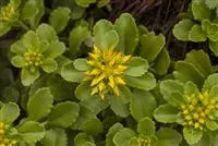 Sedum floriferum 'Weihenstephaner Gold'