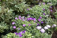 Geranium sanguineum 'Max Frei'