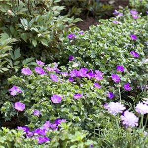 Geranium sanguineum 'Max Frei'