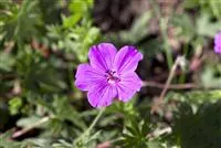 Geranium sanguineum 'Tiny Monster'