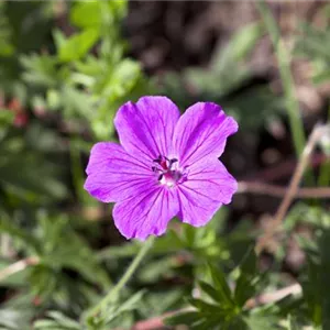 Geranium sanguineum 'Tiny Monster'