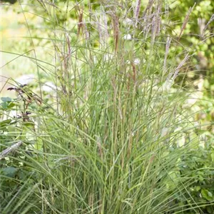 Miscanthus sinensis 'Kleine Fontäne'