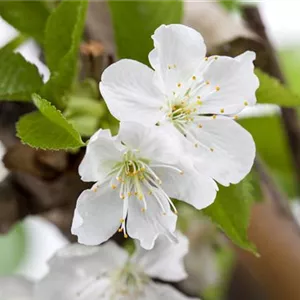 Prunus av.'Sylvia' CAC