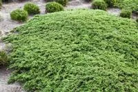 Juniperus com.'Green Carpet'