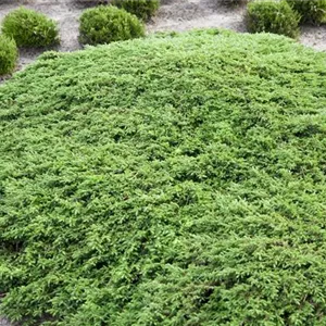 Juniperus com.'Green Carpet'