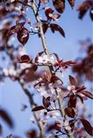 Prunus cerasifera 'Nigra'