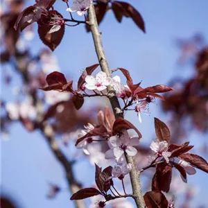 Prunus cerasifera 'Nigra'