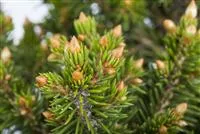 Picea abies 'Will's Zwerg'