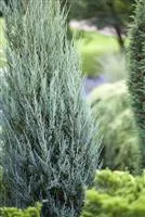 Juniperus scopulorum 'Blue Arrow'