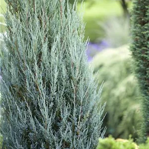 Juniperus scopulorum 'Blue Arrow'