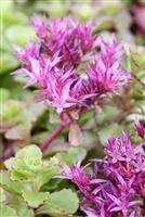 Sedum spurium 'Purpurteppich'