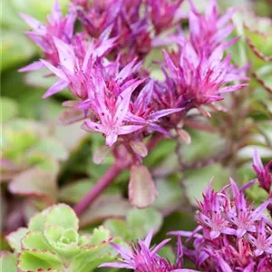 Sedum spurium 'Purpurteppich'