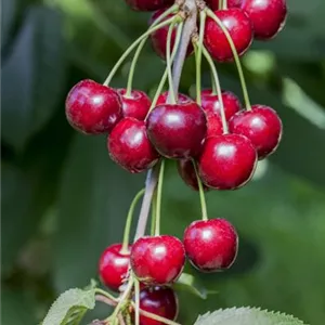 Prunus av.'Hedelfinger Riesenk.' CAC