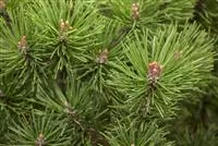 Pinus mugo 'Mops'