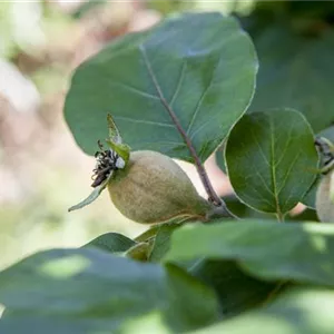 Cydonia 'Konstantinop.Apfelquitte' CAC