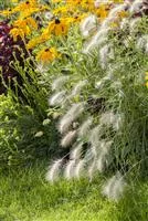 Pennisetum alopecuroides 'Hameln'