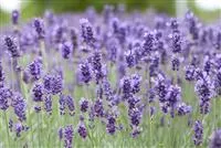 Lavandula angustifolia 'Hidcote Blue'