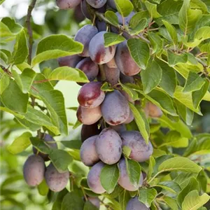 Prunus dom.'Hauszwetsche' CAC