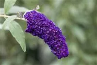 Buddleja davidii 'Black Knight'