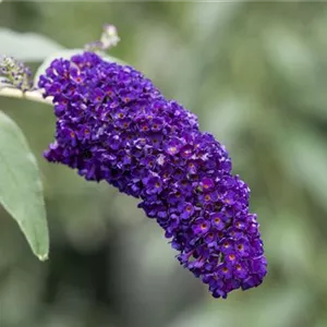 Buddleja davidii 'Black Knight'