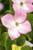 Cornus kousa 'Satomi'