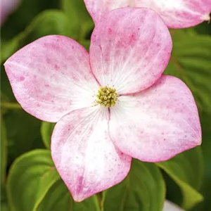 Cornus kousa 'Satomi'