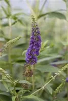 Buddleja davidii 'Empire Blue'