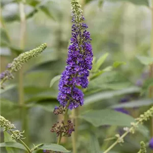 Buddleja davidii 'Empire Blue'