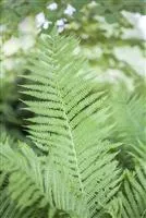 Athyrium filix-femina