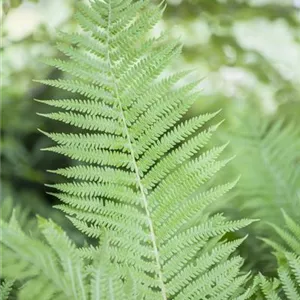 Athyrium filix-femina