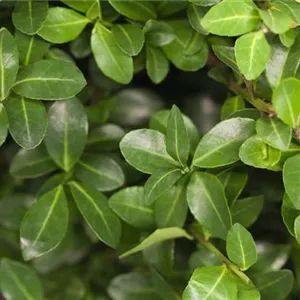 Ilex crenata 'Maxima'