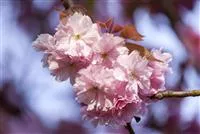 Prunus subhirtella 'Accolade'