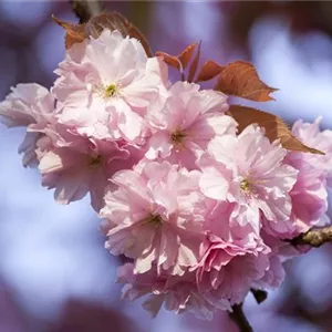 Prunus subhirtella 'Accolade'