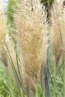 Cortaderia selloana 'Tiny Pampa' -R-